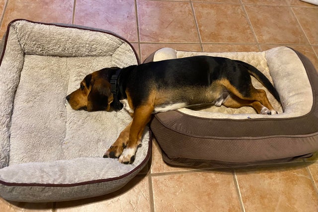 15 Things Only Beagle Owners Will Understand 9