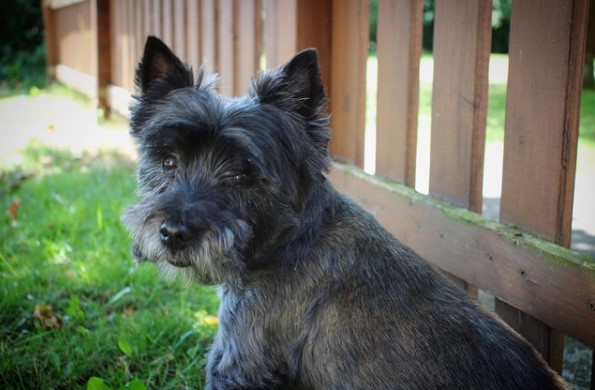 15 Pictures That Prove Cairn Terriers Are Perfect Weirdos 9
