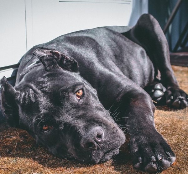 16 Pictures That Prove Cani Corsi Are Perfect Weirdos 9