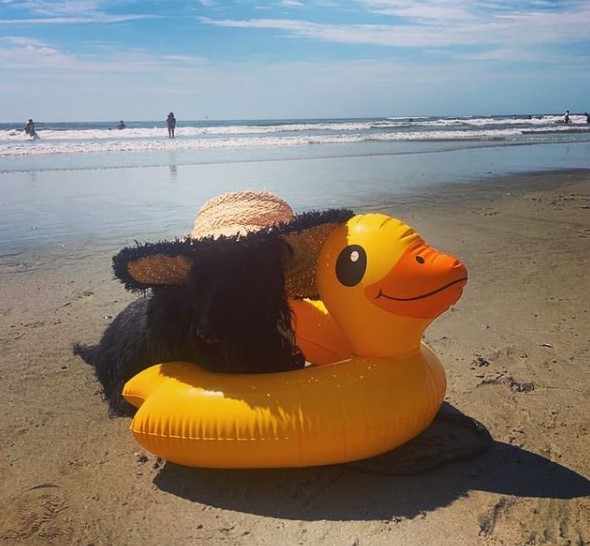 15 Pictures That Prove Scottish Terriers Are Perfect Weirdos 9 15 Pictures That Prove Scottish Terriers Are Perfect Weirdos 9