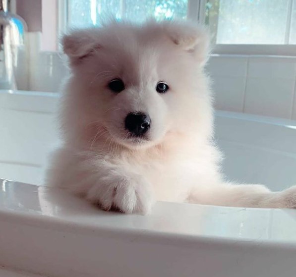 16 Pictures That Prove Samoyeds Are Perfect Weirdos 9
