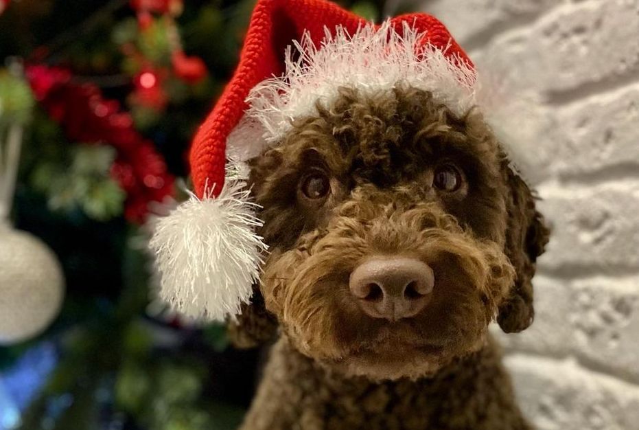 15 Interesting Facts About the Lagotto Romagnolo Dogs