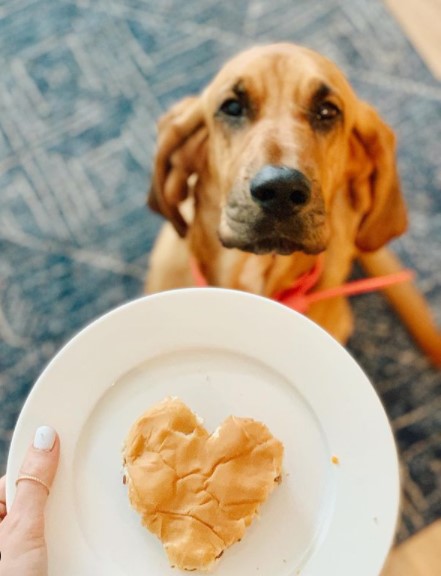 15 Pictures That Prove Bloodhounds Are Perfect Weirdos 9