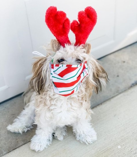 15 Pictures That Prove Havanese Dogs Are Perfect Weirdos 9