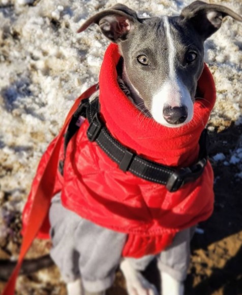 15 Pictures That Prove Whippets Are Perfect Weirdos 9