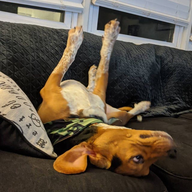 15 Realities That New Beagle Owners Must Accept 9