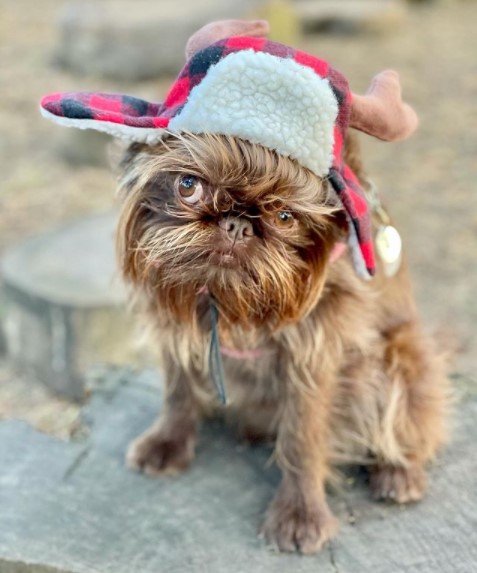 15 Pictures That Prove Brussels Griffons Are Perfect Weirdos 9