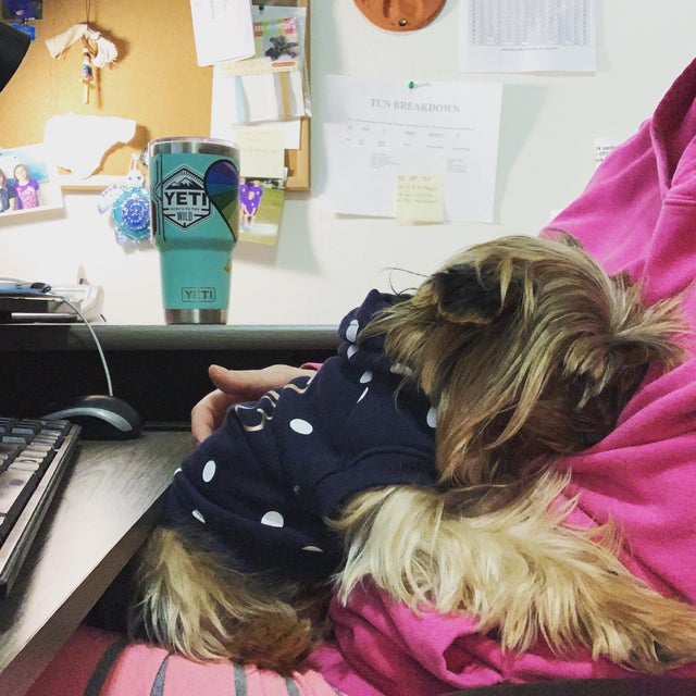 15 Realities That New Yorkie Owners Must Accept 9