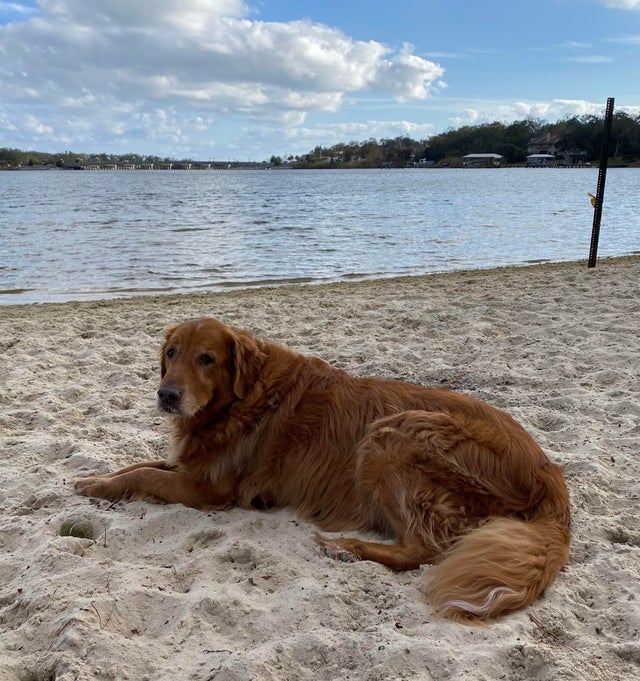 15 Realities That New Golden Retriever Owners Must Accept 9