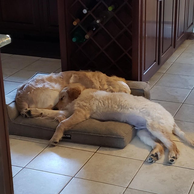 15 Things Only Golden Retriever Owners Will Understand 9