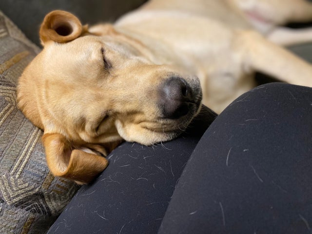 15 Realities That New Labrador Owners Must Accept 9