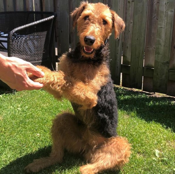 15 Pictures That Prove Airedale Terriers Are Perfect Weirdos 9