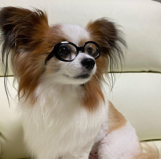 15 Pictures That Prove Papillons Are Perfect Weirdos 9