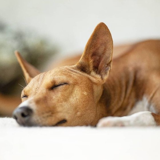 15 Pictures That Prove Basenjis Are Perfect Weirdos 9