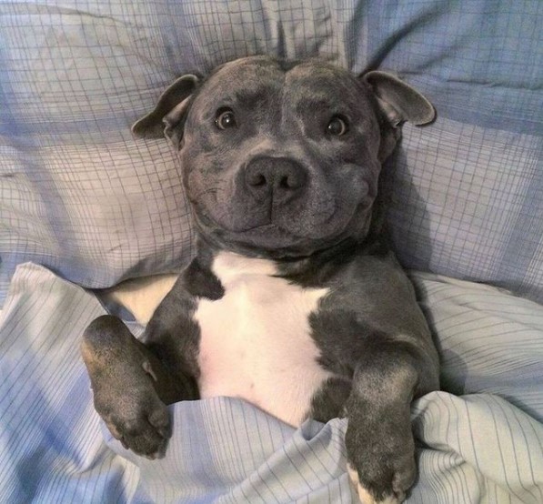 15 Pictures That Prove Pit Bulls Are Perfect Weirdos 9