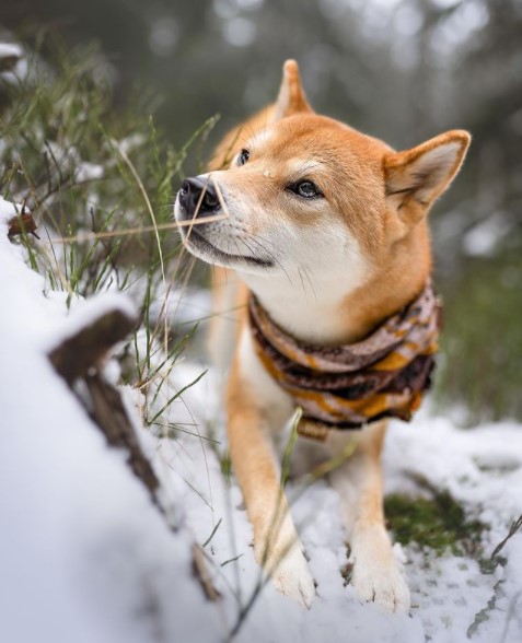 15 Pictures That Prove Shiba Inu Are Perfect Weirdos 9
