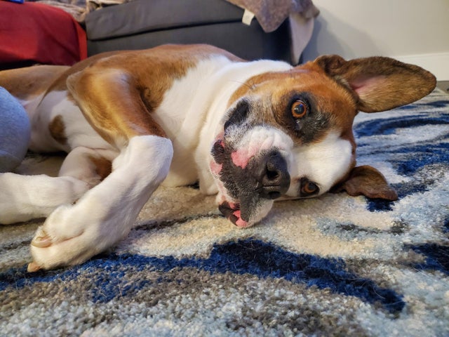 15 Realities That New Boxer Owners Must Accept 9