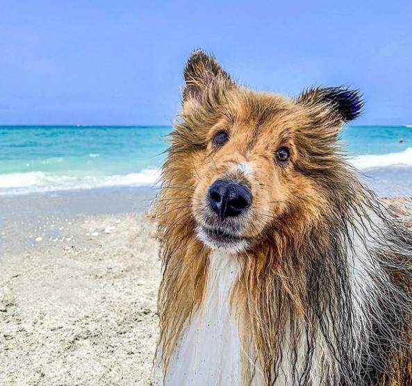 15 Pictures That Prove Collies Are Perfect Weirdos 9