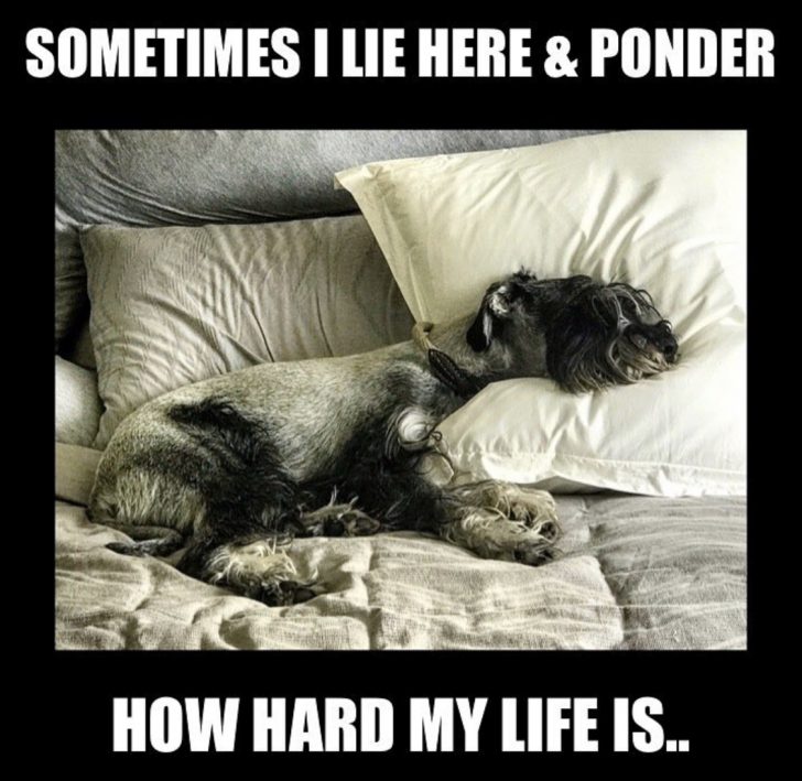 15 Funny Schnauzer Memes To Make Your Day 9