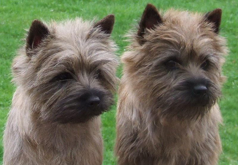 Cairn Terrier 24