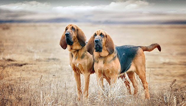 Bloodhound 24