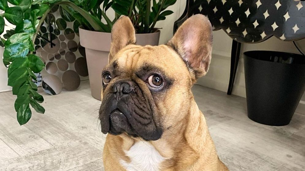 16 Cool Facts About French Bulldogs