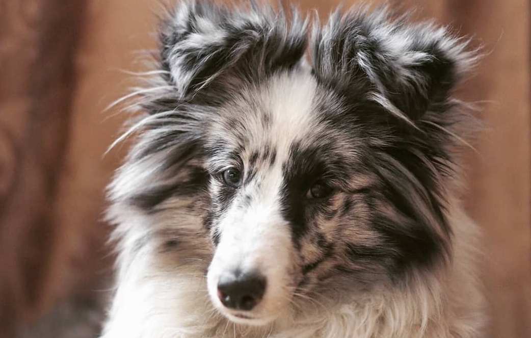 16 Interesting Facts About Shetland Sheepdogs
