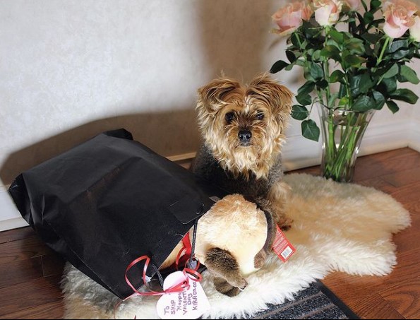 16 Pictures That Prove Yorkies Are Perfect Weirdos 9