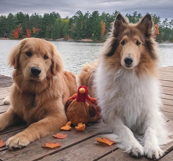 15 Pictures That Prove Golden Retrievers Are Perfect Weirdos 9