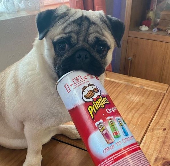 15 Pictures That Prove Pugs Are Perfect Weirdos 9