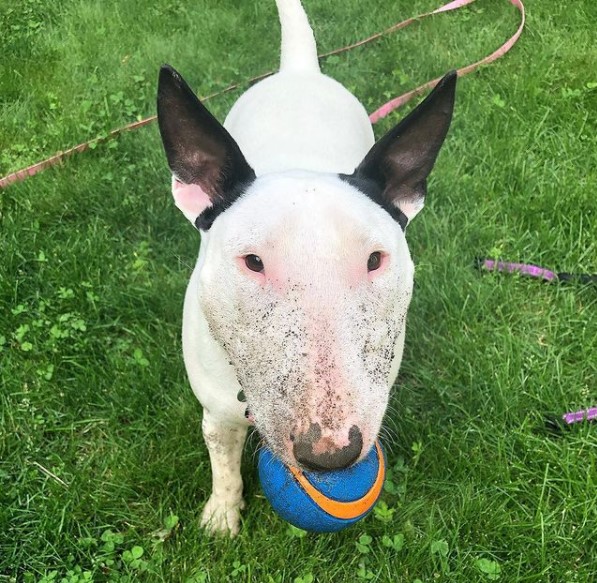 15 Pictures That Prove Bull Terriers Are Perfect Weirdos 9
