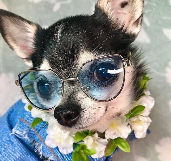 15 Pictures That Prove Chihuahuas Are Perfect Weirdos 10 15 Pictures That Prove Chihuahuas Are Perfect Weirdos 10