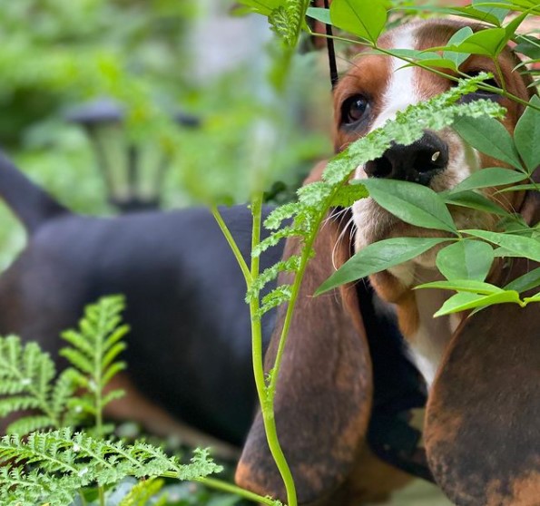 15 Pictures That Prove Basset Hounds Are Perfect Weirdos 9