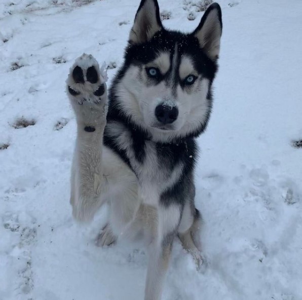15 Pictures That Prove Huskies Are Perfect Weirdos 11 15 Pictures That Prove Huskies Are Perfect Weirdos 11