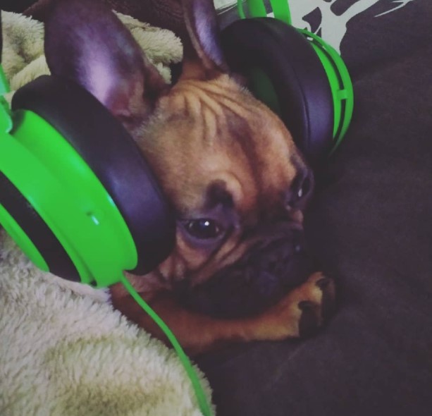 16 Pictures That Prove French Bulldogs Are Perfect Weirdos 11