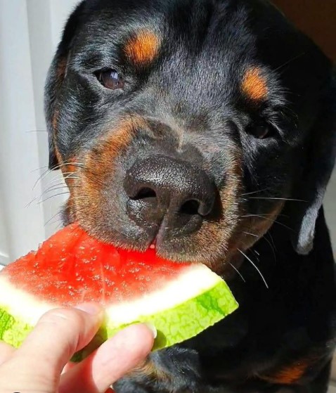 15 Pictures That Prove Rottweilers Are Perfect Weirdos 10