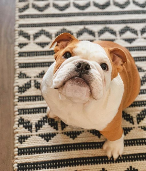 15 Pictures That Prove English Bulldogs Are Perfect Weirdos 10 15 Pictures That Prove English Bulldogs Are Perfect Weirdos 10