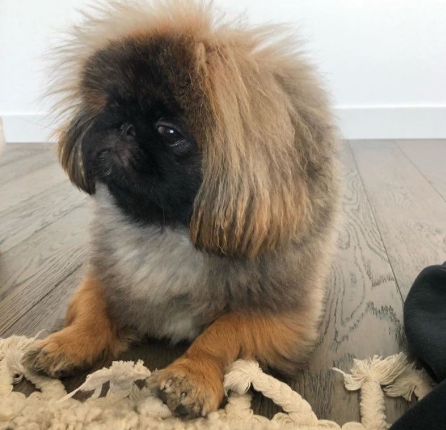 15 Pictures That Prove Pekinese Are Perfect Weirdos 10