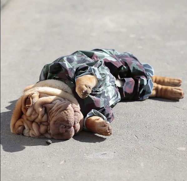 15 Pictures That Prove Shar Peis Are Perfect Weirdos 9