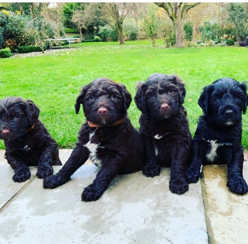 Portuguese Wasserhund or Portuguese Water Dog 31
