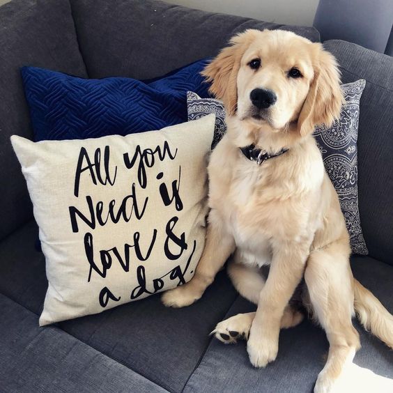 15 Funny Golden Retriever Memes To Make Your Day 9