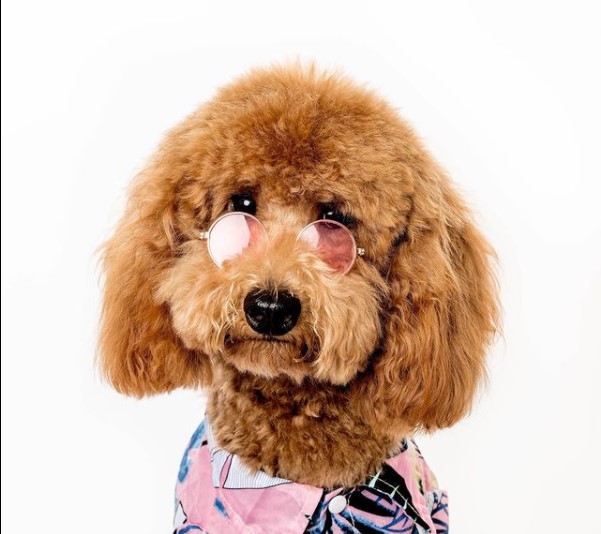 15 Pictures That Prove Goldendoodles Are Perfect Weirdos 10