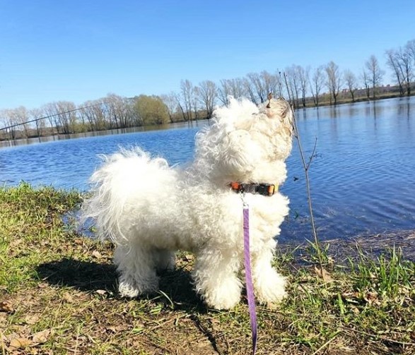 15 Pictures That Prove Bichon Frises Are Perfect Weirdos 9