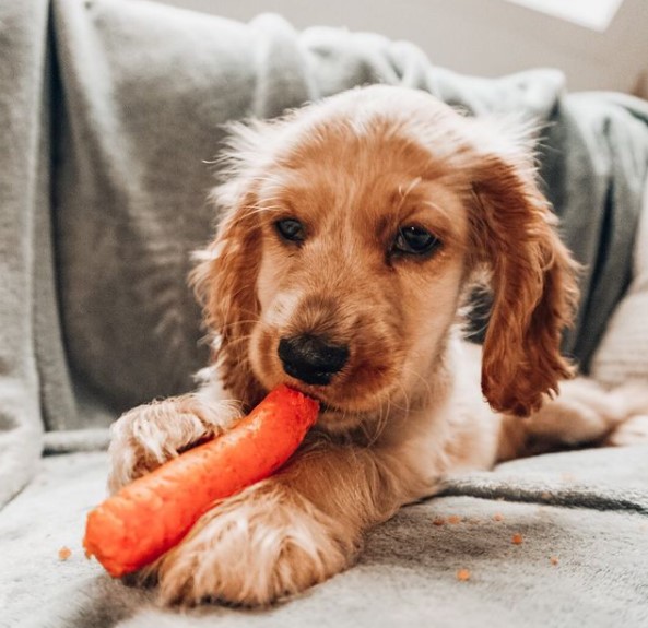 15 Pictures That Prove Cocker Spaniels Are Perfect Weirdos 9