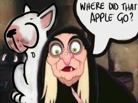 15 Funny Bull Terrier Memes To Make Your Day 9