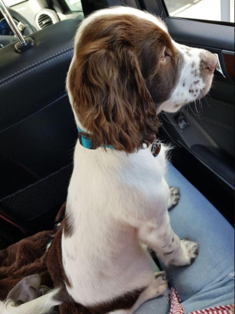 15 Pictures That Prove Springer Spaniels Are Perfect Weirdos 9