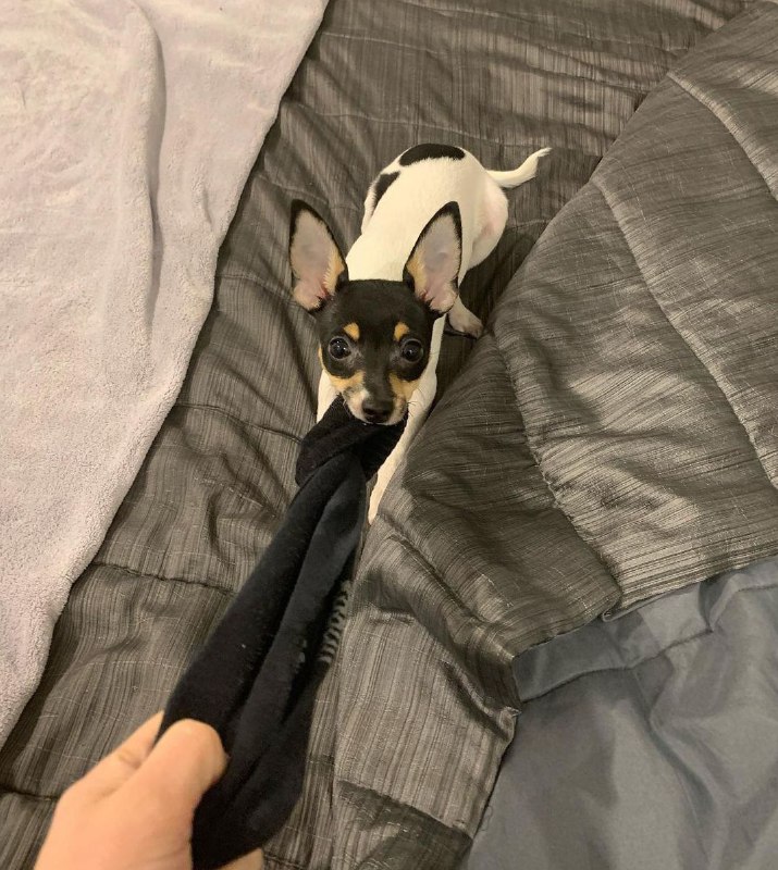 American Toy Fox Terrier 26