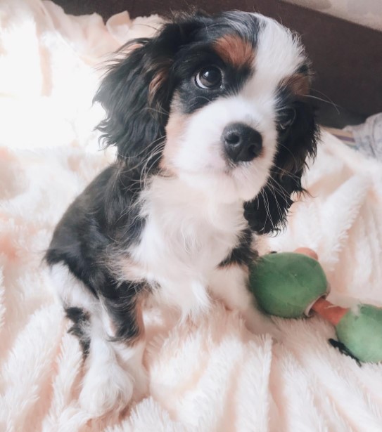 15 Pictures That Prove Cavalier King Charles Spaniels Are Perfect Weirdos 9