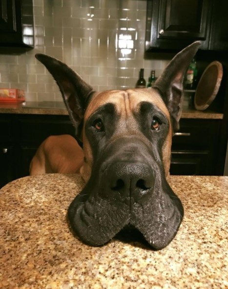 15 Pictures That Prove Great Danes Are Perfect Weirdos 9