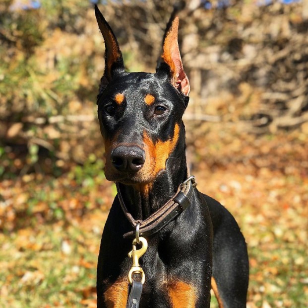 15 Pictures That Prove Doberman Pinschers Are Perfect Weirdos 9